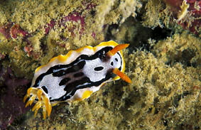  Chromodoris magnifica (Sea Slug)